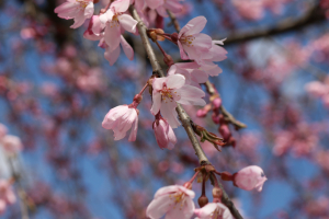 2021年　春Spring🌸のご様子です(*^^*)