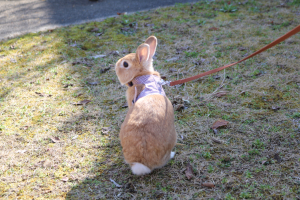 お花見🌸