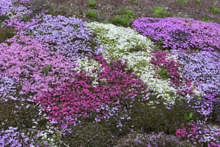 小規模多機能ホームこもれびの家🌸お花見（芝桜）を皆様と堪能しました!(^^)!