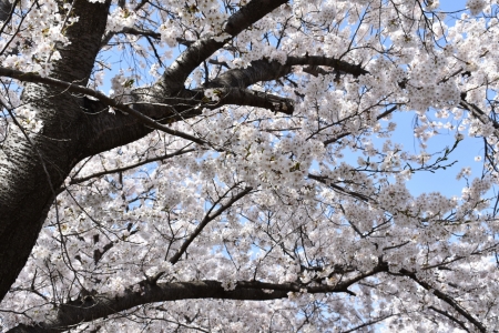 小規模多機能ホーム　こもれびの家　お花見ドライブを開催しました!(^^)!